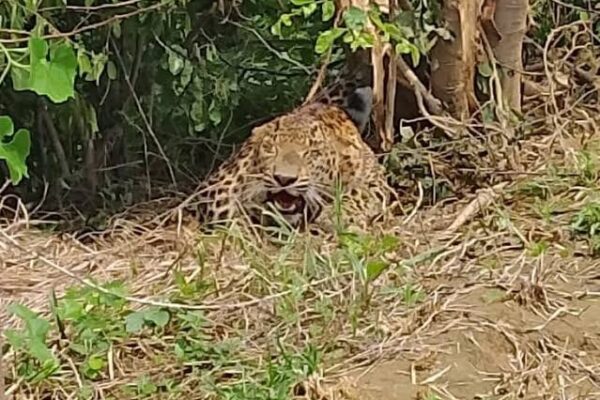 जगतपुर बायोडायवर्सिटी पार्क में तेंदुए की मौजूदगी की पुष्टि, कैमरे में हुई रिकॉर्डिंग